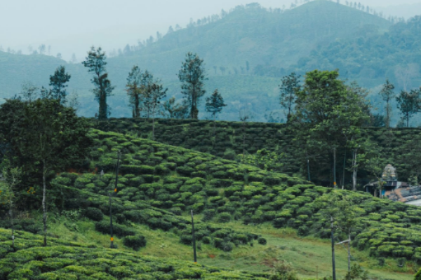 Spiritual & Scenic Retreat: Coimbatore, Isha and Valparai