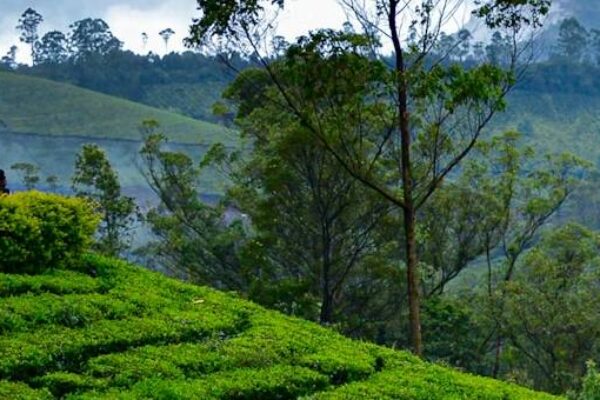 Serene Kerala  4 Nights/5 Days