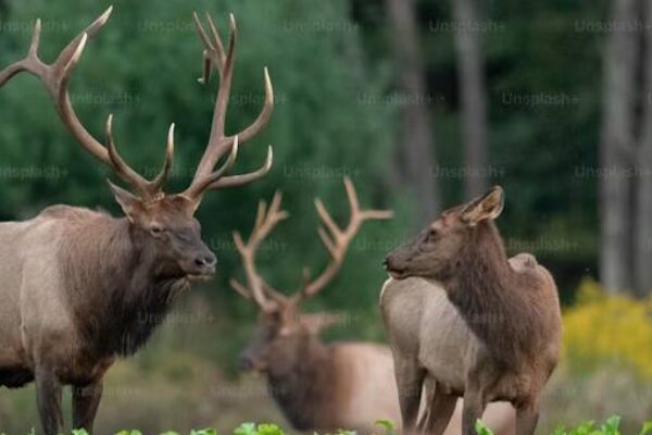 Best of Alaska 7 Nights/8 Days