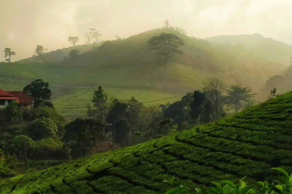 The Ultimate Kerala Escape 7 Nights/8 Days