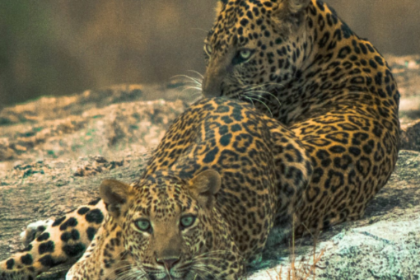 Jawai Trails 5 Nights/6 Days