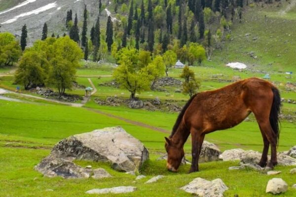 Kashmir 5 Nights/6 Days