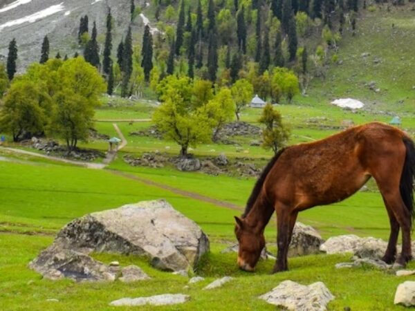 Kashmir 5 Nights/6 Days