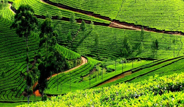 nilgiri-1
